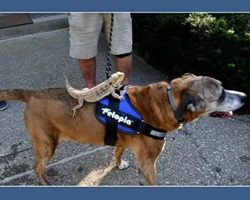 petblessing